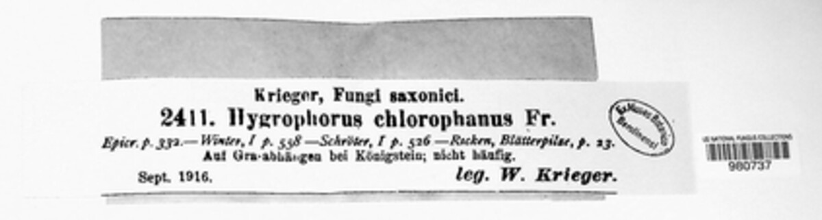 Hygrocybe chlorophana image